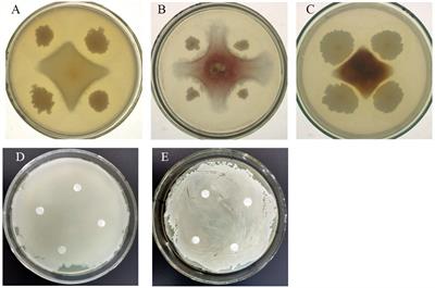 Additive screening and formula optimization of microbial inhibitor having disease prevention and growth promotion effects on Avena sativa